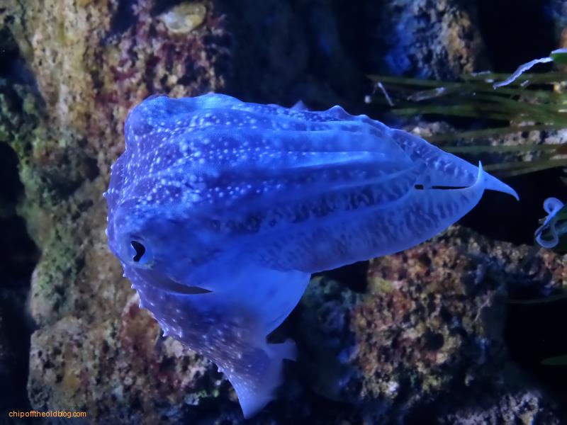 Sentosa Island - Aquarium
