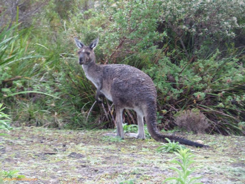 Torrdirrup National Park - It's a Roo