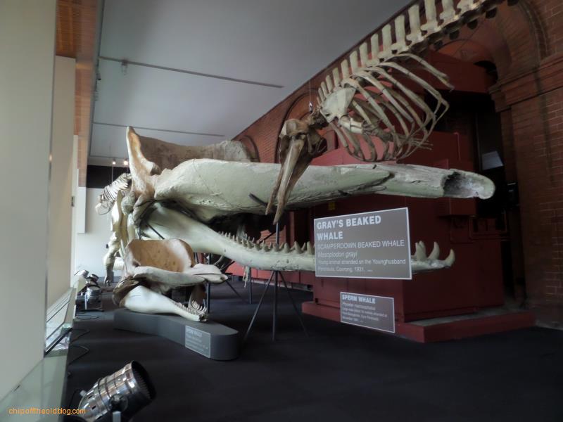 Australian Museum - Blue Whale